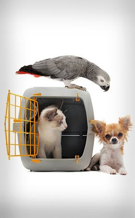 agarwal packers and movers